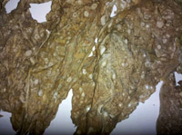 Blue mold on curing tobacco leaves.